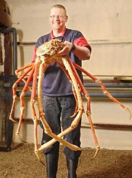 世界上最大的螃蟹,帝王蟹根本比不上