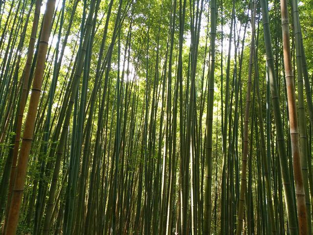 西安"卧龙山庄"风景区惊现西安地区最大面积野生竹林