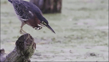 搞笑gif图:妹纸徒手翻筋斗,可惜还差那么一丢丢功力