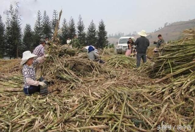 实拍在中国砍甘蔗拿三倍工资的越南人