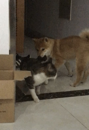 这是我见过最善良的猫了,狗子一大口吞了猫头:给你一个大么么哒