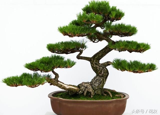 五针松栽培养护两种技术和盆景造型,家里摆一盆,level