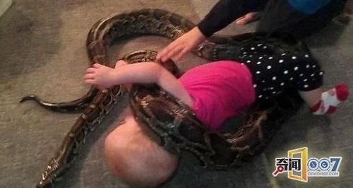女子回家见蟒蛇肚子鼓的,怕是自己孩子吓得马上报警