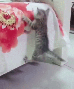小猫上床跳了几次都没成功,当看到猫妈一把抱住的那一