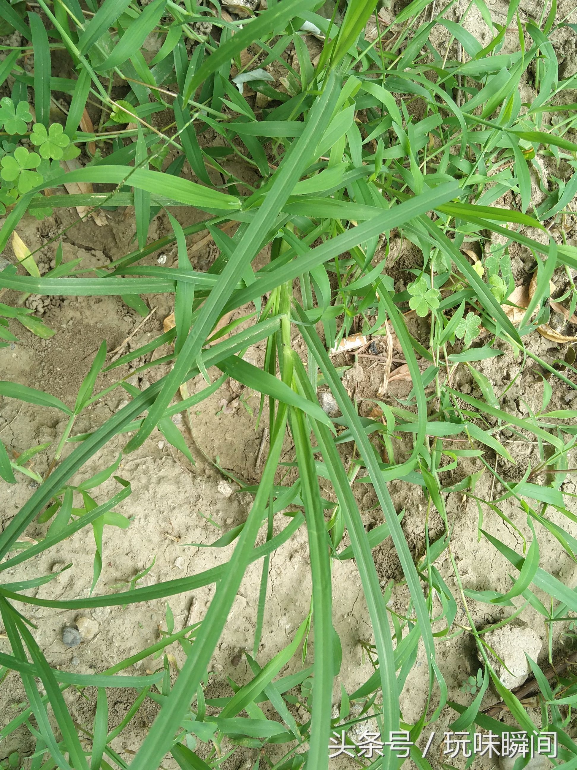 小区里的花花草草:马唐,牛筋草,南瓜,苋菜,山莴苣,高羊茅