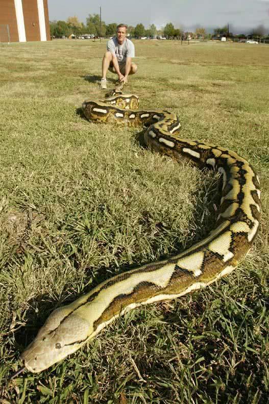 霸王蟒是世界上最长的蟒蛇杀伤力非常强,平头哥不敢惹