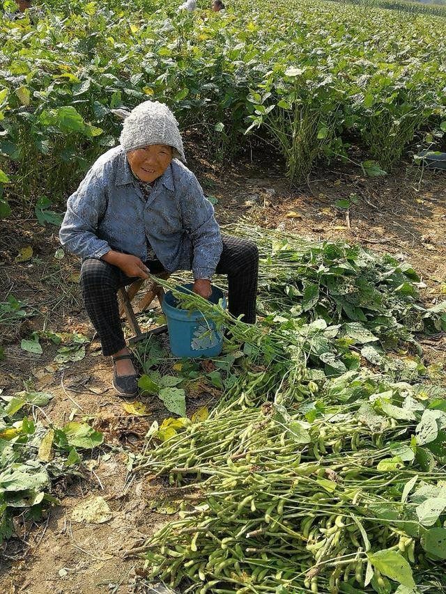 这些农村老人在农田里忙啥农活,摘一斤5毛钱,一天挣20