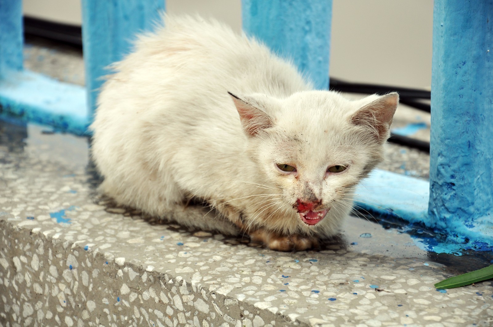 每个被遗弃的宠物猫:处境凄惨 眼神哀怨
