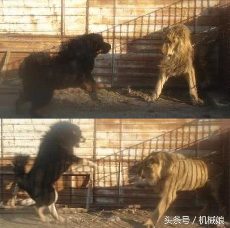 藏獒能否战胜狮子和老虎?