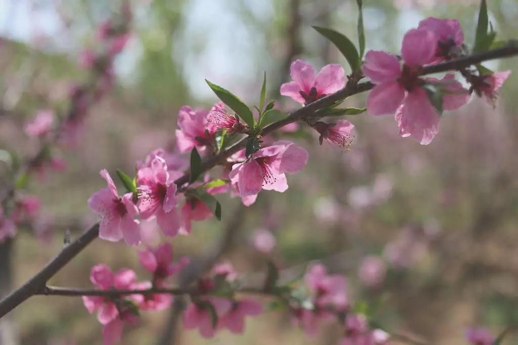 2018年12生肖桃花运大解析!谁桃花满满,谁注孤生?