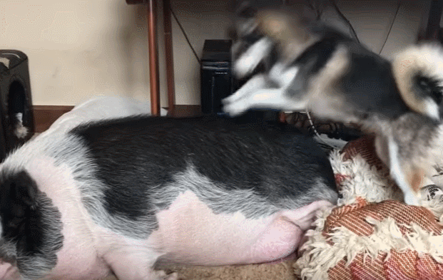 主人让二哈去叫宠物猪醒来,结果宠物猪连杀狗的心都有