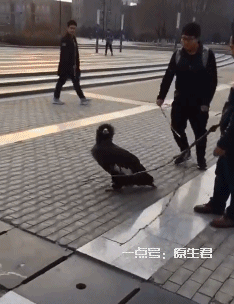 搞笑gif:哈哈,你的手速还是慢了一步啊