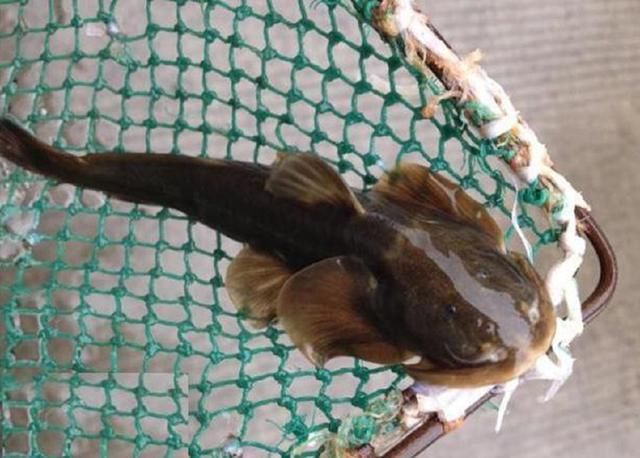 这种鱼叫石巴子鱼,也叫石爬子,学名叫黄石爬鮡.
