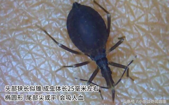 广州全程悬赏抓锥蝽虫子,一只悬赏8元,被咬可能患"新型艾滋病