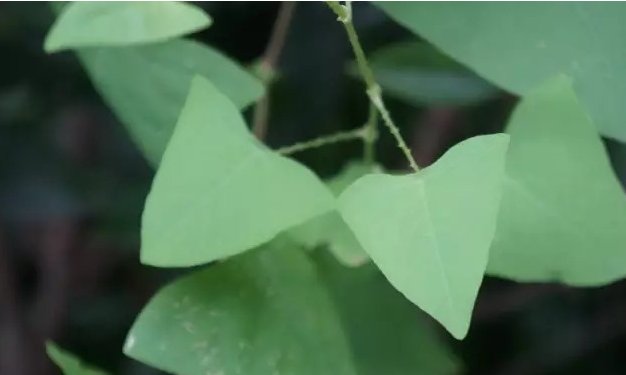 扛板归别名又叫: 刺犁头,犁尖草,三角盐酸,贯叶蓼,退血草,犁壁藤,老虎