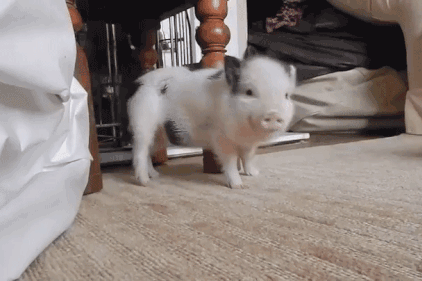 搞笑gif图片:你只是腿短而已,何必要放弃走路