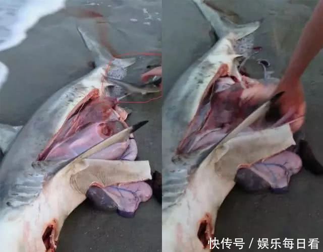 死去鲨鱼肚子依旧在动,男子剖开后,真相让人惊讶不已
