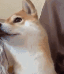 狗狗就像小孩子一样,又乖巧又害怕的样子,超让人心疼.