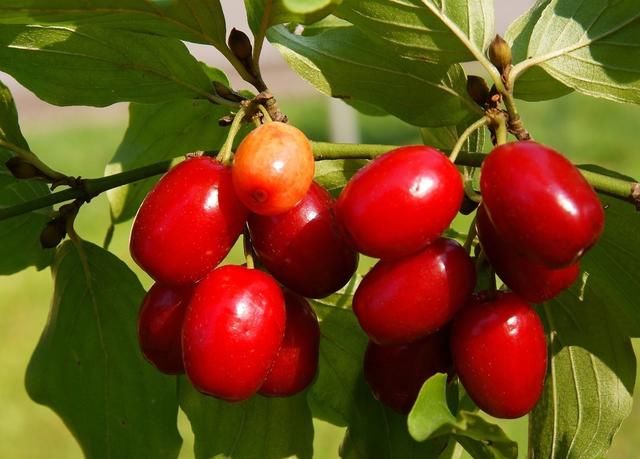 山茱萸,是一种既有药用价值又有观赏价值的植物.