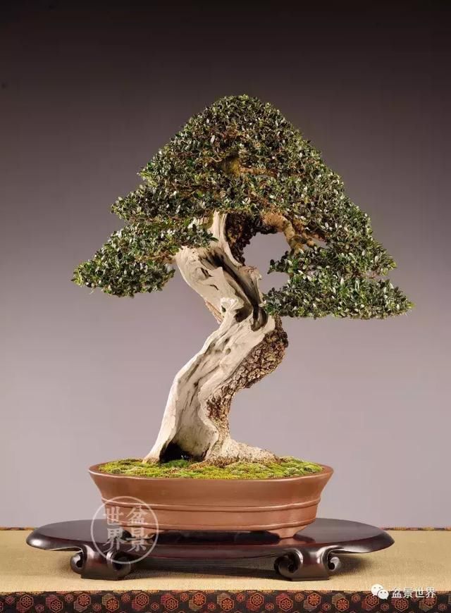 饱经岁月沧桑,世界顶级盆景作品欣赏,养眼养心