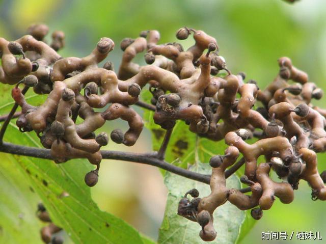 硒妹儿:这种长在农村的一种奇形怪状的拐枣,全身都是宝!