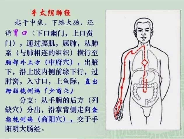 经络中太阴,厥阴,少阴,阳明和少阳,分别指的是什么?该