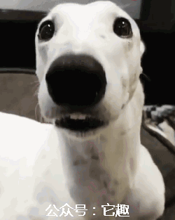 壁纸 动物 狗 狗狗 250_313 竖版 竖屏 手机 gif 动态图 动图