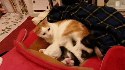 给你牌子你感动吗龙猫?不敢动不敢动