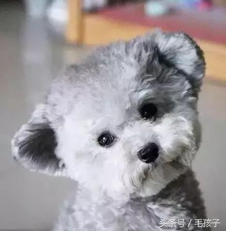 尴尬期过后,泰迪逆袭成万人迷