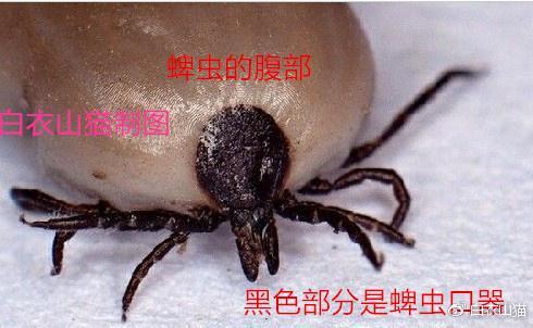 蜱虫示意图中,黑色的是头部,比较硬,黄色部分是腹部,腹部和口器之间