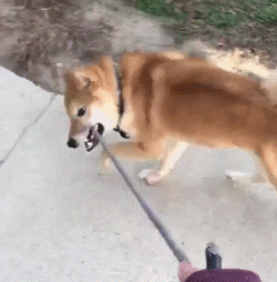 没见过比柴犬更倔的狗了,这脑回路简直跟哈士奇不相上下