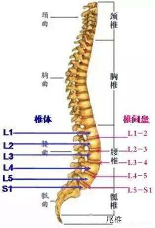 腰椎不好百病生,一个小方法,告别腰椎间盘突出,让你直