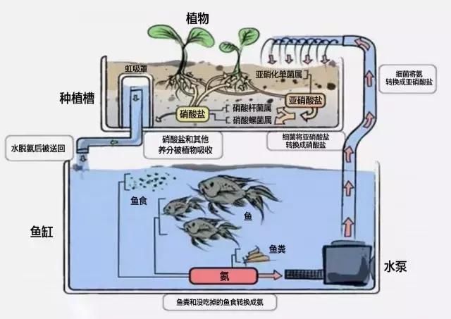 厉害了小编,diy鱼菜共生系统!