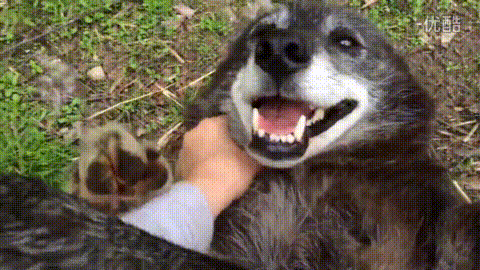 搞笑gif图:姑娘这是在做什么,需要我帮忙吗