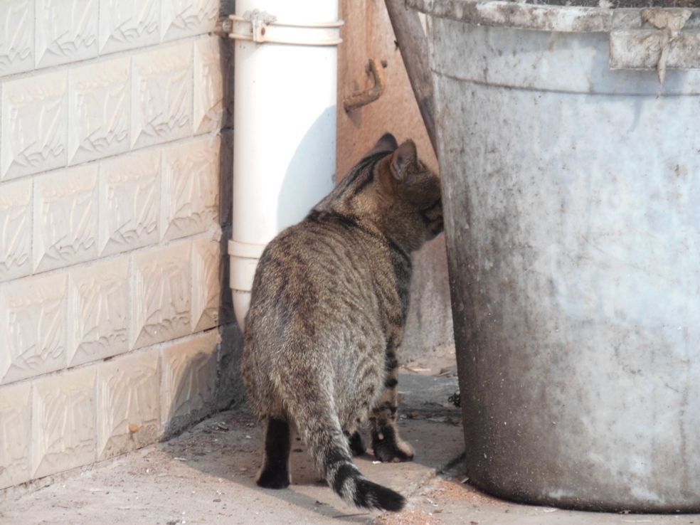 偷拍野猫又肥又大,杀老鼠于无形