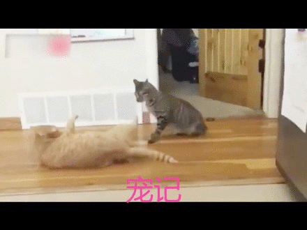 奶奶养了一只橘猫后,家里花狸猫彻底崩溃了,我都觉得心疼了!