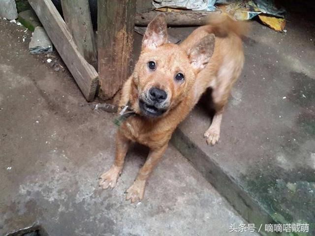 真正属于中国自己的19种"土狗",一点也不比外来狗狗差