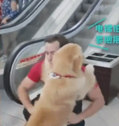 金毛害怕坐扶梯,主人抱紧上去不放手,撒娇像个宝宝!