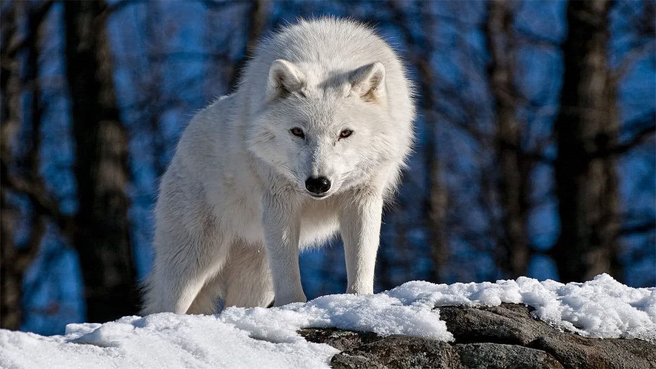 最漂亮的当然是北极狼,狼的眼睛往往都非常深邃,而且还能保持纯白色