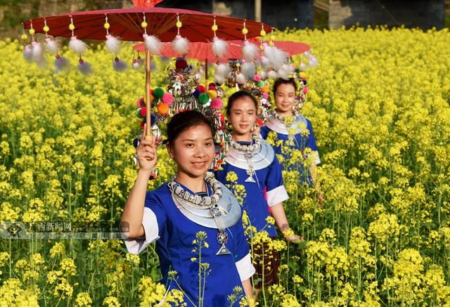 龚普康)3月15日,三江侗族自治县林溪镇程阳八寨景区的油菜花迎春绽放