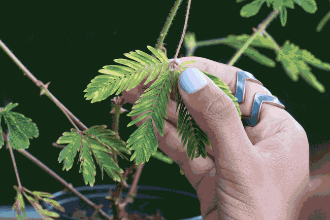 教你如何调戏一棵植物