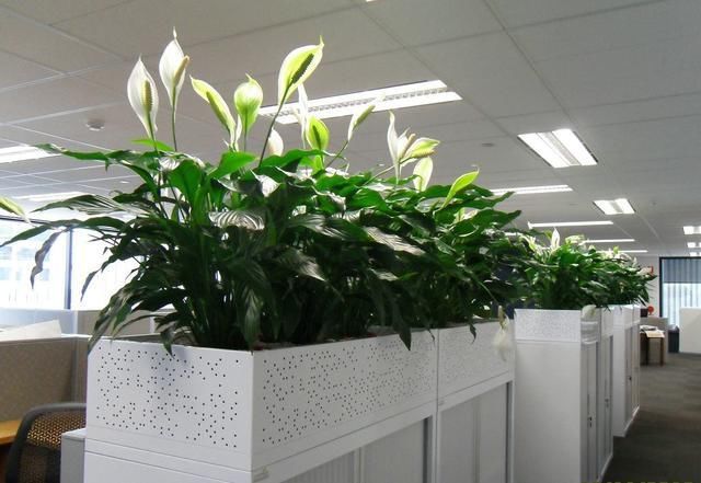 办公室里养这6种植物,可以助你远离小人,带来一整年的