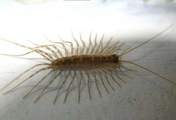 女子家���做饭, 却见长足虫子连忙丢锅逃走, 查资料后答案让她后悔不已