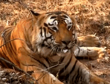 全球最兽性酒店,美女洗澡被熊围观,老虎狮子随时跳上