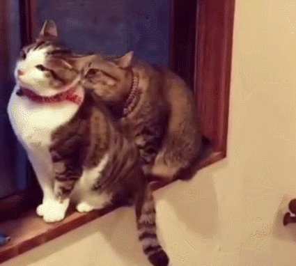 喵星人果然很神经,前一秒还帮对方舔毛,下一秒直接来一拳