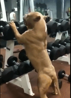 狗狗经常出入健身房,有六块腹肌,网友:肌肉不如狗!