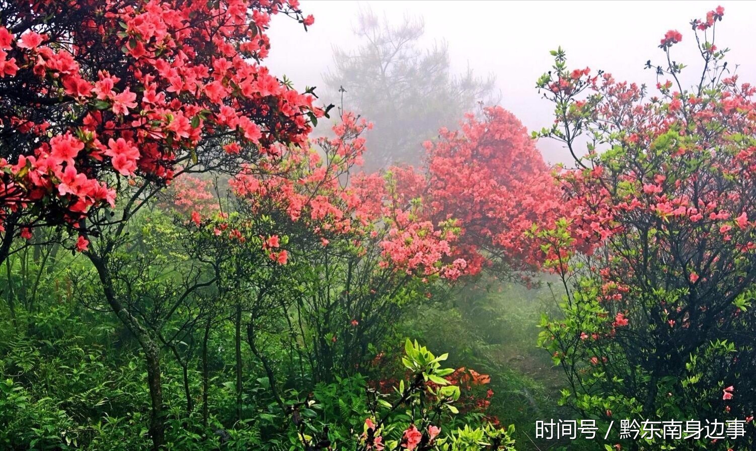 五月份正是龙泉山杜鹃花盛开的季节