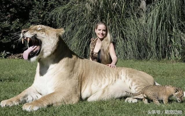 世界上最大的猫科动物狮虎兽,会比老虎狮子更厉害?