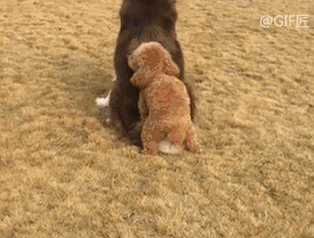 泰迪日二哈,狗被大鹅摁墙上打,笑到根本停不下来!