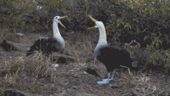 搞笑gif:跳舞跳得好,脱单脱得早!